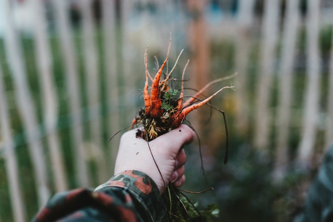 Photo Comfrey seeds: Planting, Gardening